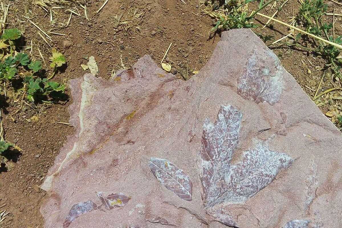 شناسایی فسیل های گیاهی و جانوری چند میلیون ساله در نطنز اصفهان