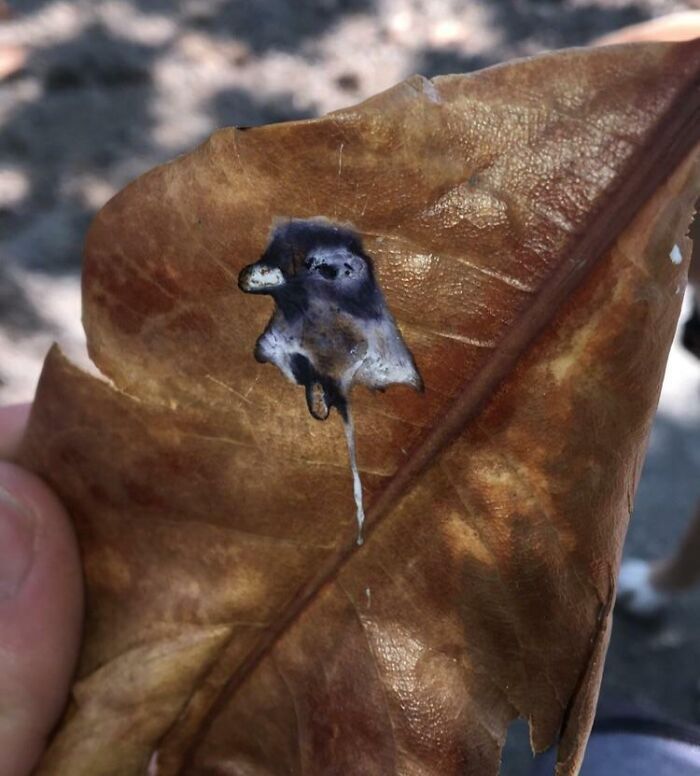 تصادفیترین لحظاتی که دوربینها شکار کردند و خیره کننده شد (عکس) تصادفیترین لحظاتی که دوربینها شکار کردند و خیره کننده شد (عکس)