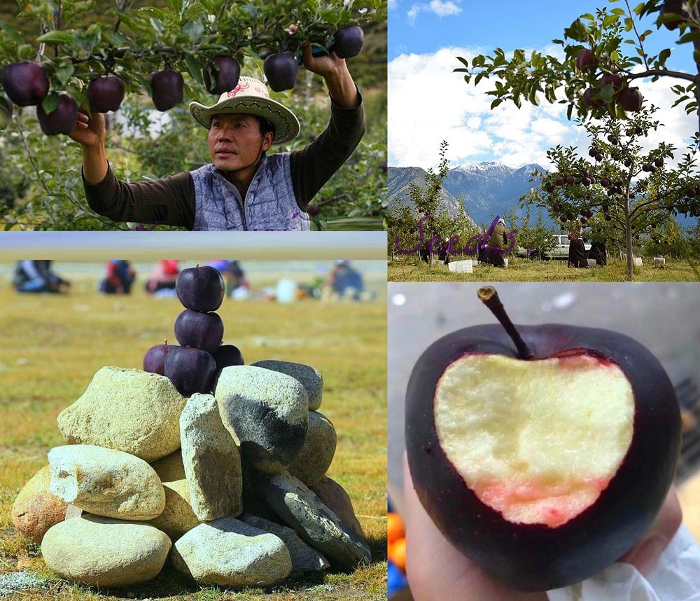 سیب الماس سیاه