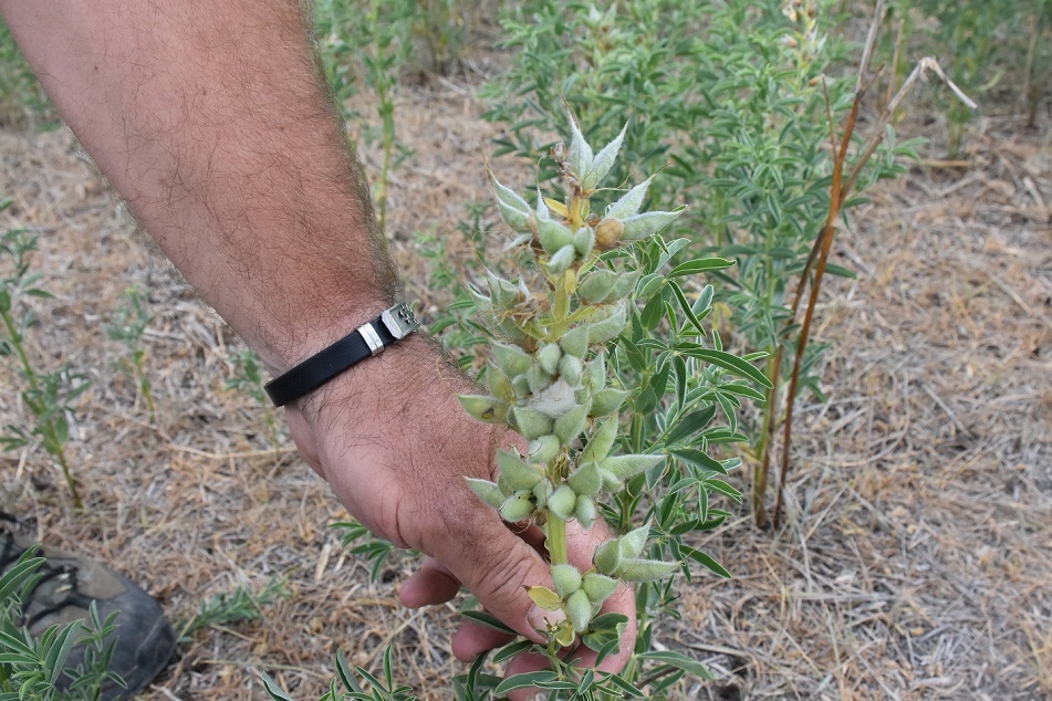 ۶۰۰ میلیون تومان جریمه نقدی برای چیدن این گل در ترکیه ! (عکس) 