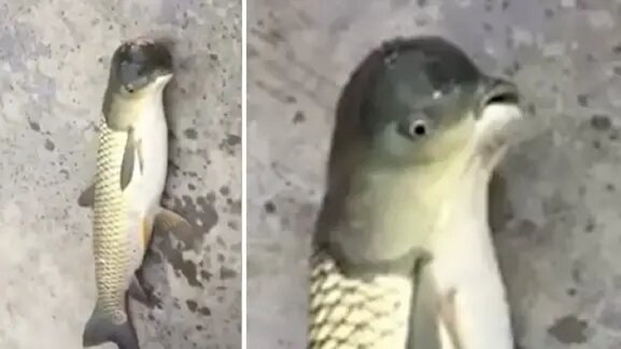 صید ماهی عجیب در چین: ماهی با سر پرنده (عکس)