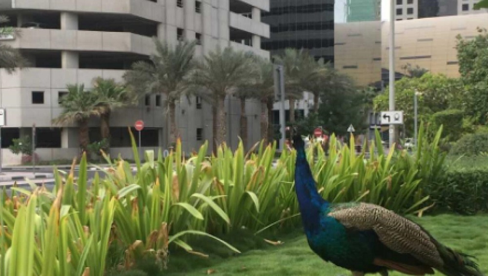 دبی طاووس دبی طاووس