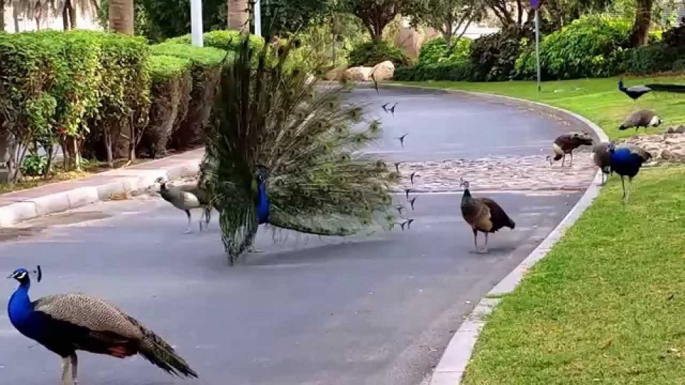 دبی طاووس دبی طاووس