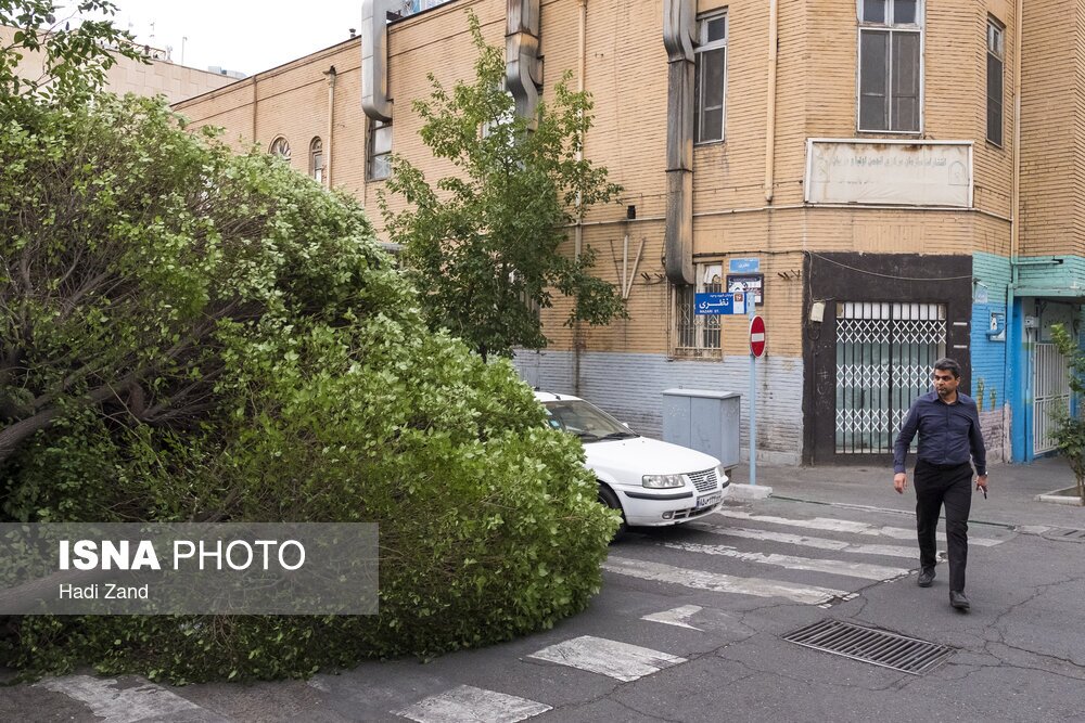 طوفان در تهران و قطع  تعدادی از درختان (عکس و فیلم)