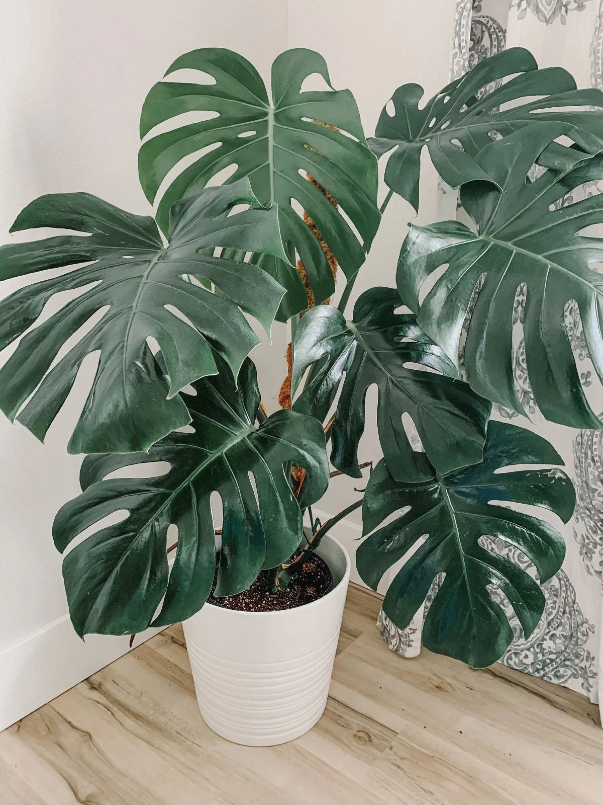 گیاه برگ انجیری گیاه برگ انجیری