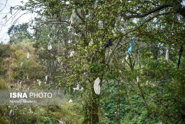 حال مازندران خوب نیست/ فاجعه زیست محیطی