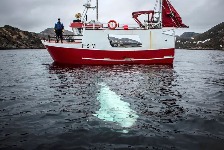 نهنگ سفید بلوگا که متهم به جاسوسی برای روسیه است  (+عکس) نهنگ سفید بلوگا که متهم به جاسوسی برای روسیه است  (+عکس)
