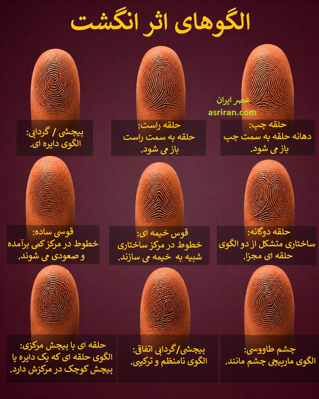 اینفوگرافیک معرفی الگوهای اثر انگشت اینفوگرافیک معرفی الگوهای اثر انگشت