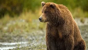مرگ خرس قهوه ای در مازندران بر اثر جراحات شدید تیراندازی غیرمجاز