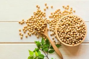 احتیاط هایی درباره مصرف سویا