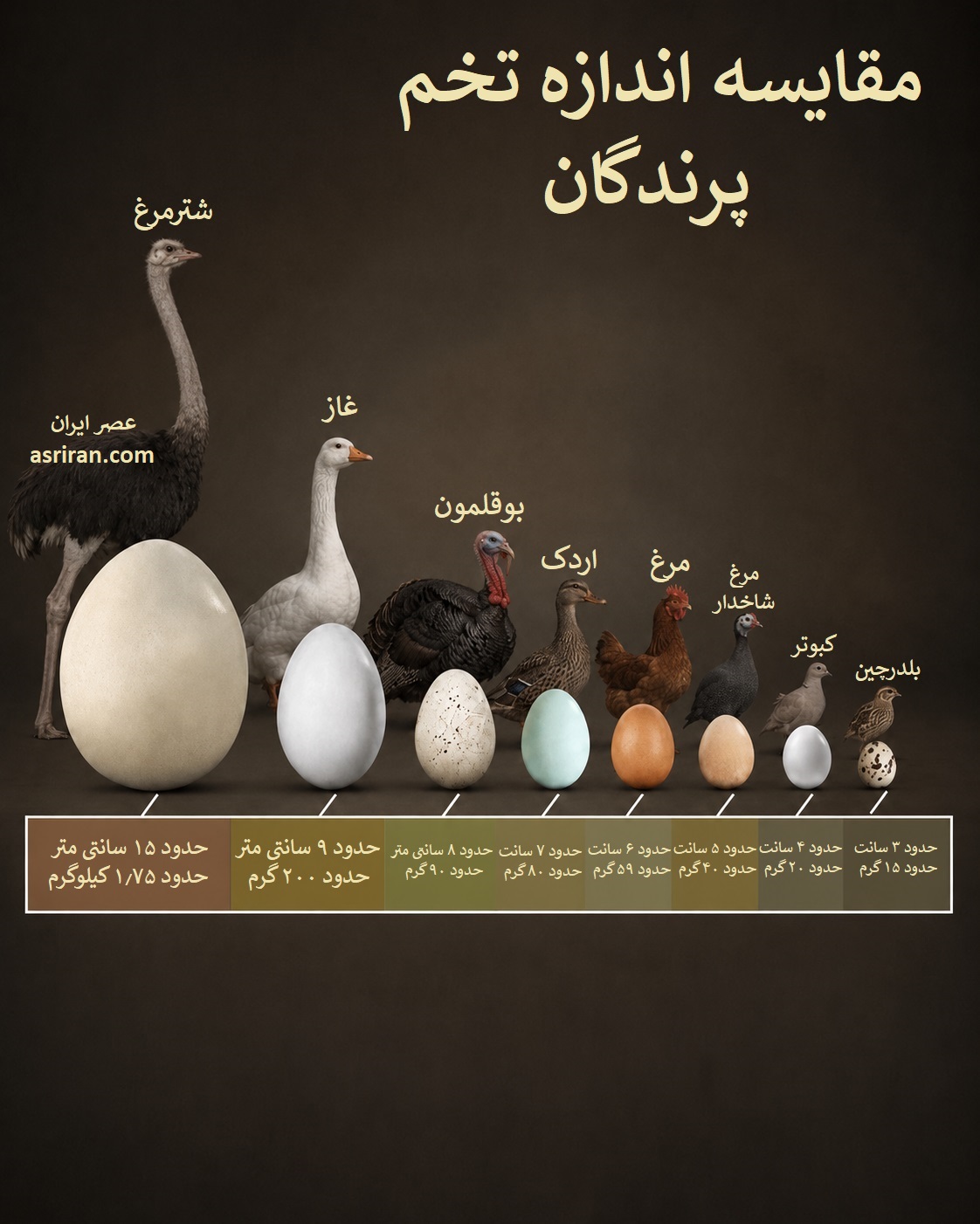 اینفوگرافیک مقایسه اندازه تخم پرندگان اینفوگرافیک مقایسه اندازه تخم پرندگان