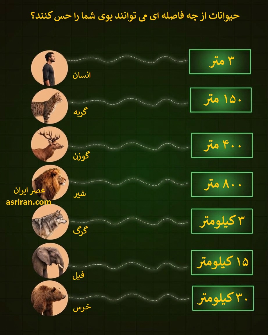اینفوگرافیک مقایسه حس بویایی انسان، گربه، گوزن، شیر، گرگ، فیل و خرس
