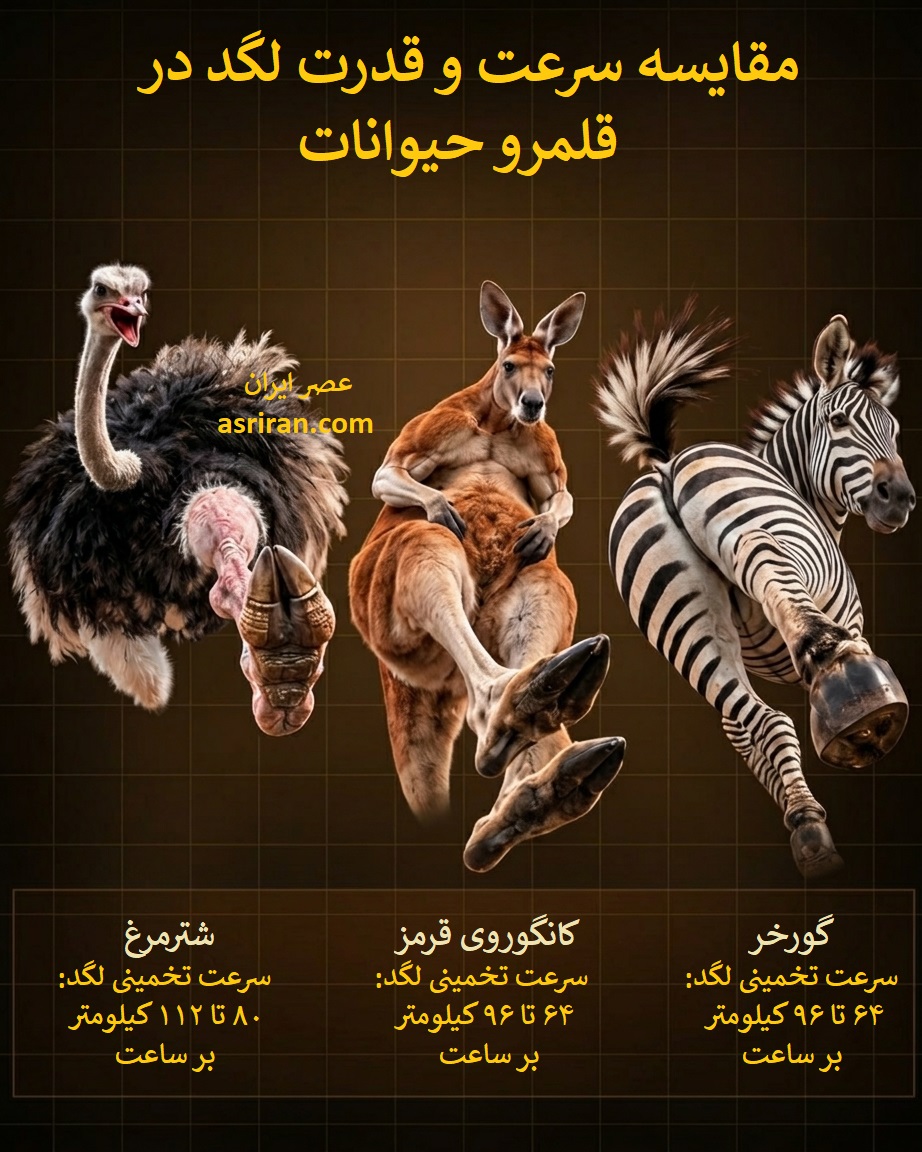 اینفوگرافیک مقایسه سرعت لگد شترمرغ، کانگورو و گورخر