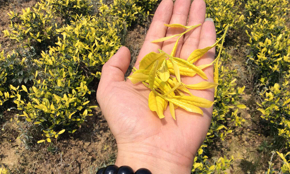 این چای زردرنگ را کمتر کسی میشناسد؛ خواصی که غافلگیرتان میکند این چای زردرنگ را کمتر کسی میشناسد؛ خواصی که غافلگیرتان میکند