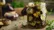 طرز تهیه ترشی بادمجان خوشمزه و سالم؛ یک ترشی خانگی خوش‌عطر و اشتهابرانگیز