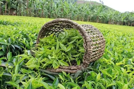 پیش بینی خرید ۴ همتی برگ سبز چای/ پرداخت ۷۵ درصدی مطالبات