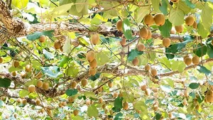 آیا خوردن پوست کیوی بی خطر است؟