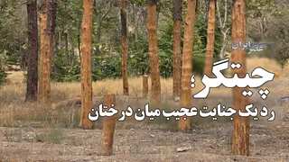 چیتگر؛ رد یک جنایت عجیب میان درختان / درخت‌ها قبل از مرگ زخمی شده بودند