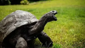میوه خوردن جالب پیرترین موجود زنده جهان