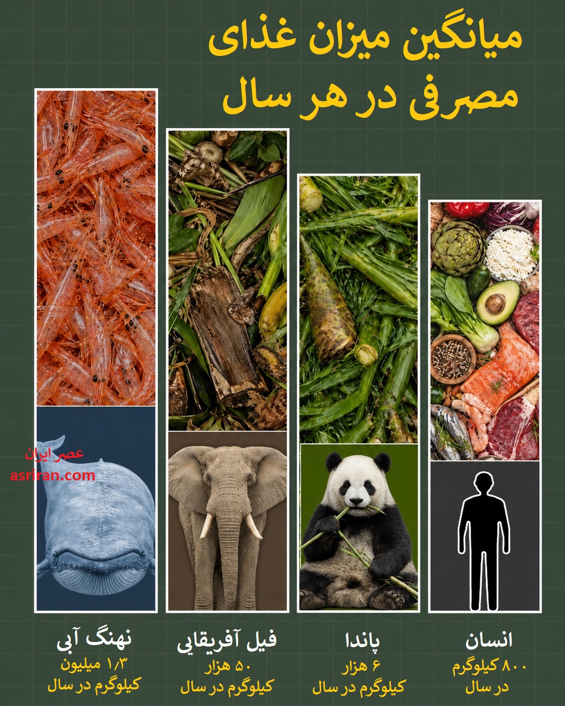 اینفوگرافیک مقایسه میزان غذای مصرفی حیوانات اینفوگرافیک مقایسه میزان غذای مصرفی حیوانات