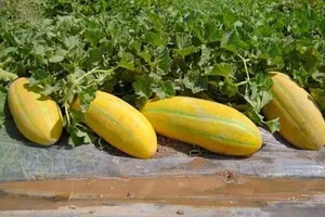 می‌دانید فلسفه «هر کس خربزه می‌خوره باید پای لرزش بشینه» چیست؟ + فواید خربزه