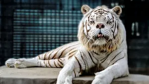 فاجعه ای پشت نقاب زیبایی؛ داستان «کنی» و حقایق تلخ بهره کشی ژنتیکی (+عکس)