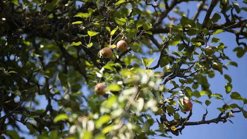 گلابی کومرینا گلابی کومرینا