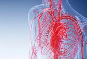 ترکیبات طبیعی برای بهبود گردش خون در پاها