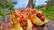 طرز تهیه هات‌داگ ترد و خوشمزه در دل طبیعت