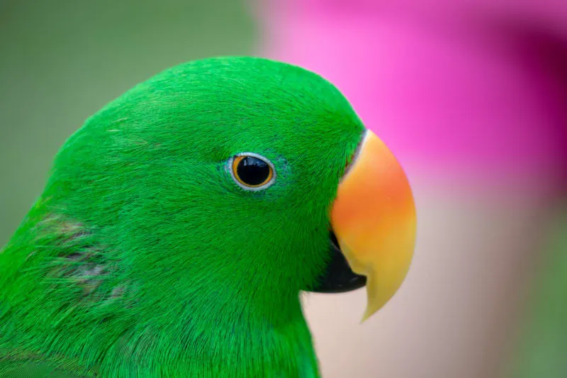 طوطی طوطی
