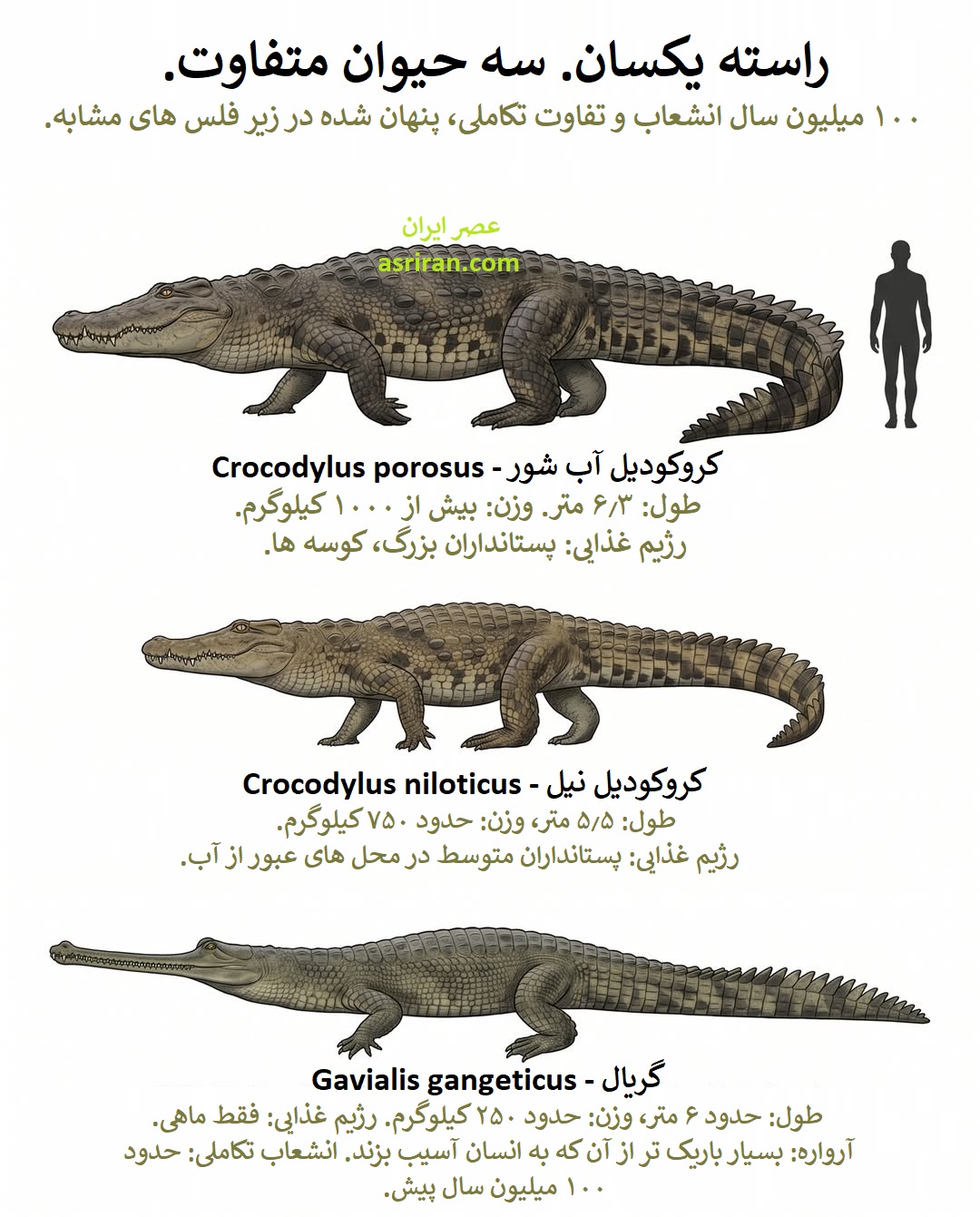 اینفوگرافیک مقایسه کروکودیل آب شور، کروکودیل نیل و گریال اینفوگرافیک مقایسه کروکودیل آب شور، کروکودیل نیل و گریال