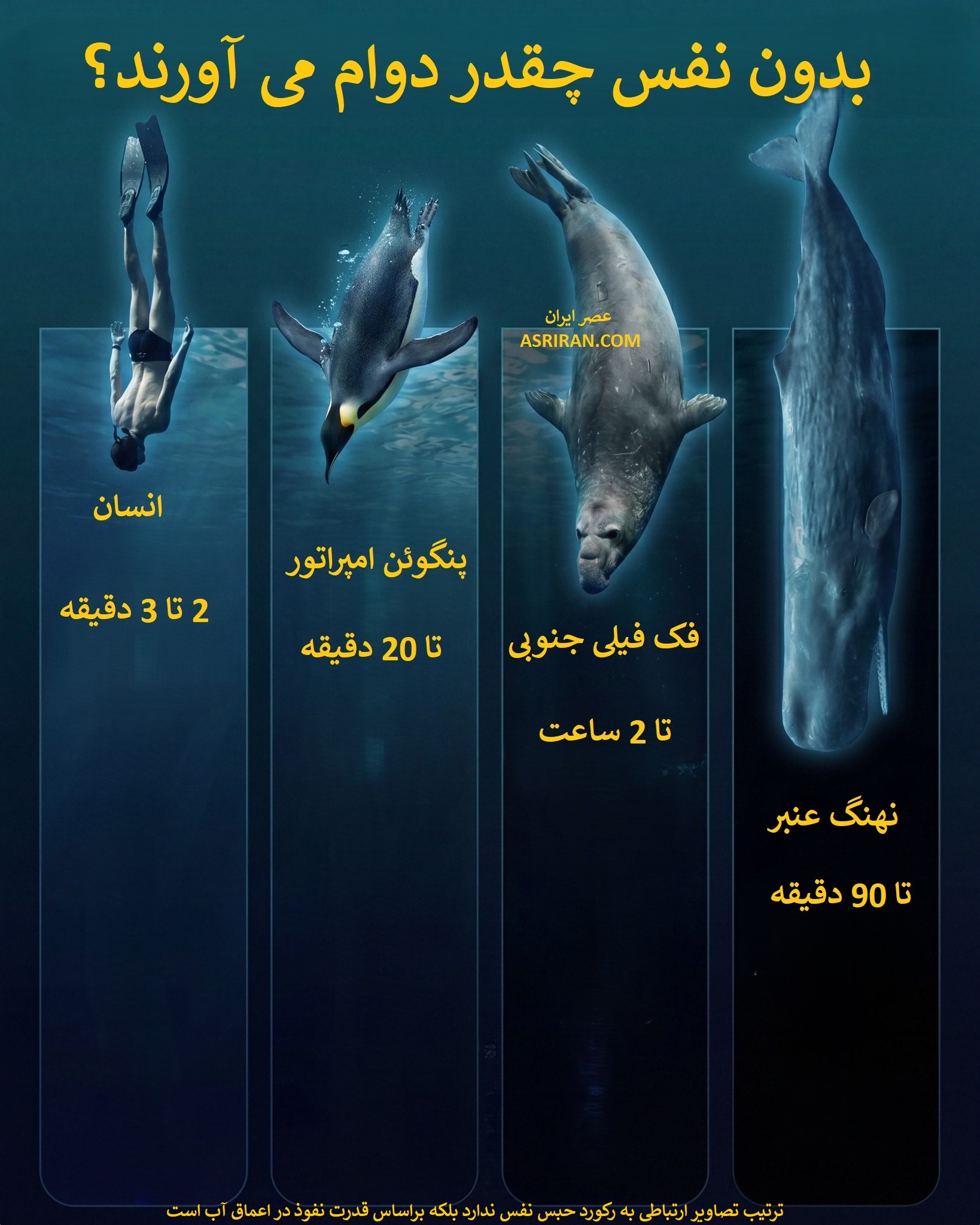 اطلاعات اینفوگرافیک زیر نشان می دهد که توانایی نگه داشتن نفس در گونه های مختلف بسیار متفاوت است و به سازگاری آن ها با محیط زندگی شان بستگی دارد. انسان ها معمولا فقط چند دقیقه می توانند بدون تنفس دوام بیاورند، در حالی که حیوانات دریایی مانند پنگوئن امپراتور، فک فیل جنوبی و نهنگ عنبر به دلیل زندگی در آب و نیاز به غواصی های طولانی، می توانند مدت زمان بسیار بیشتری زیر آب بمانند. اطلاعات اینفوگرافیک زیر نشان می دهد که توانایی نگه داشتن نفس در گونه های مختلف بسیار متفاوت است و به سازگاری آن ها با محیط زندگی شان بستگی دارد. انسان ها معمولا فقط چند دقیقه می توانند بدون تنفس دوام بیاورند، در حالی که حیوانات دریایی مانند پنگوئن امپراتور، فک فیل جنوبی و نهنگ عنبر به دلیل زندگی در آب و نیاز به غواصی های طولانی، می توانند مدت زمان بسیار بیشتری زیر آب بمانند.