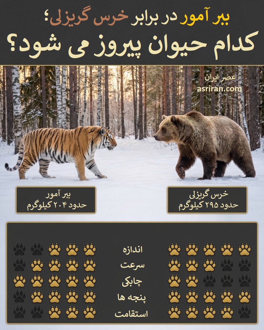 اینفوگرافیک مقایسه توانایی های ببر آمور در برابر خرس گریزلی اینفوگرافیک مقایسه توانایی های ببر آمور در برابر خرس گریزلی