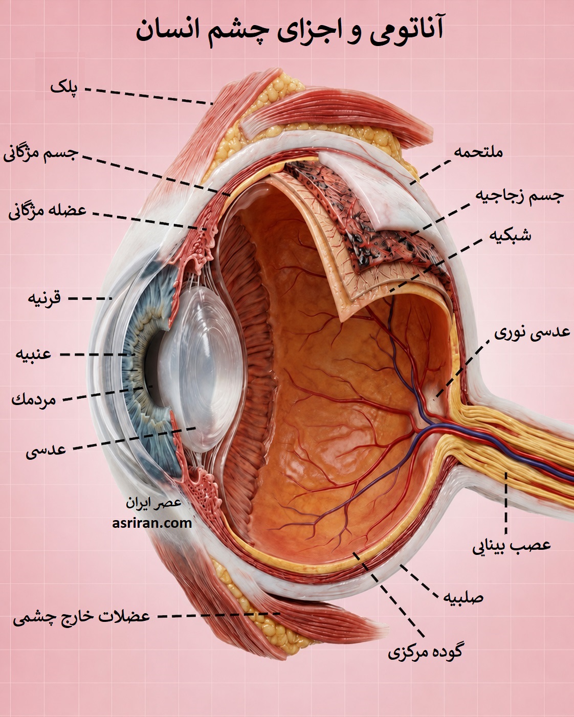 اینفوگرافیک آناتومی چشم انسان اینفوگرافیک آناتومی چشم انسان