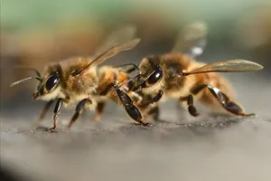 هجوم زنبور‌ها به یک هواپیمای مسافربری