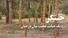 چیتگر؛ رد یک جنایت عجیب میان درختان / درخت‌ها قبل از مرگ زخمی شده بودند