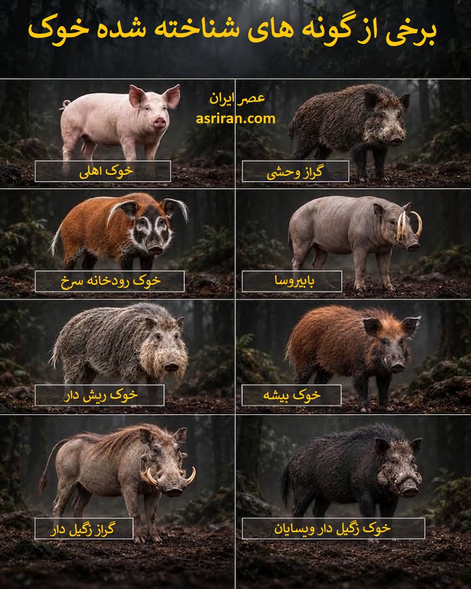 اینفوگرافیک 8 گونه متفاوت خوک