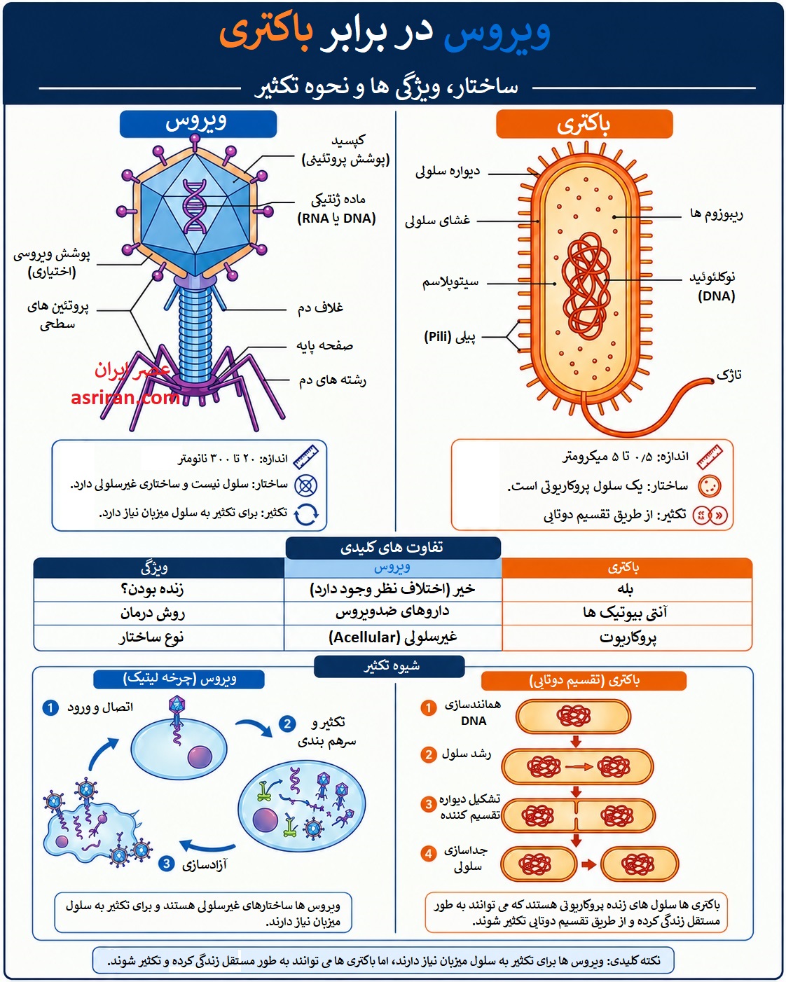 اینفوگرافیک ویروس در برابر باکتری
