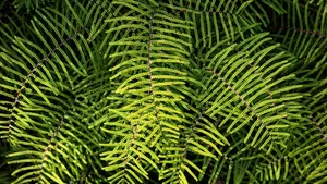اولین گیاه روی زمین چه بود و چگونه سیاره ما را متحول کرد؟