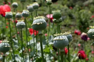 خشخاش؛ گل زیبای پرحاشیه