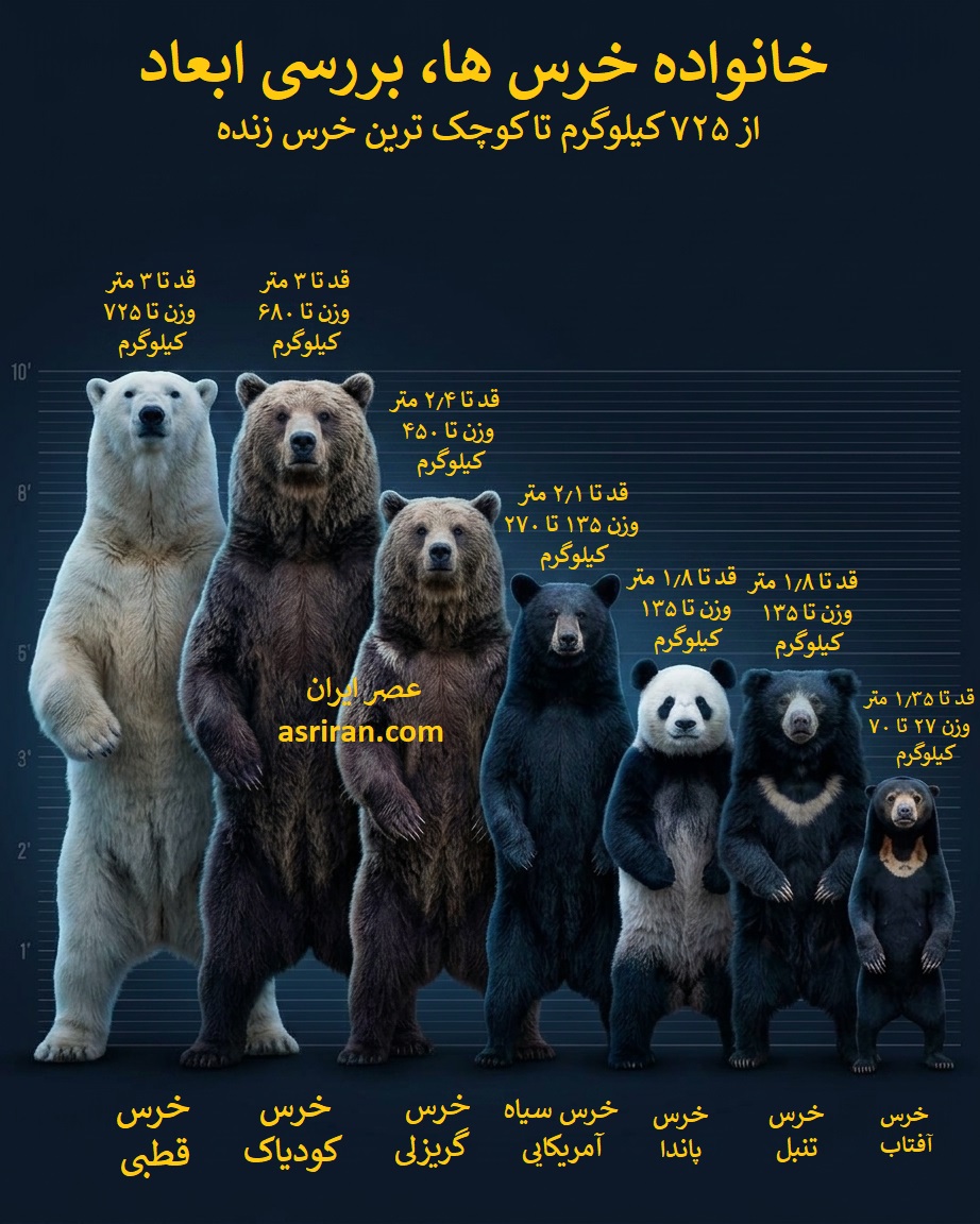 اینفوگرافیک مقایسه اندازه و وزن انواع خرس ها اینفوگرافیک مقایسه اندازه و وزن انواع خرس ها