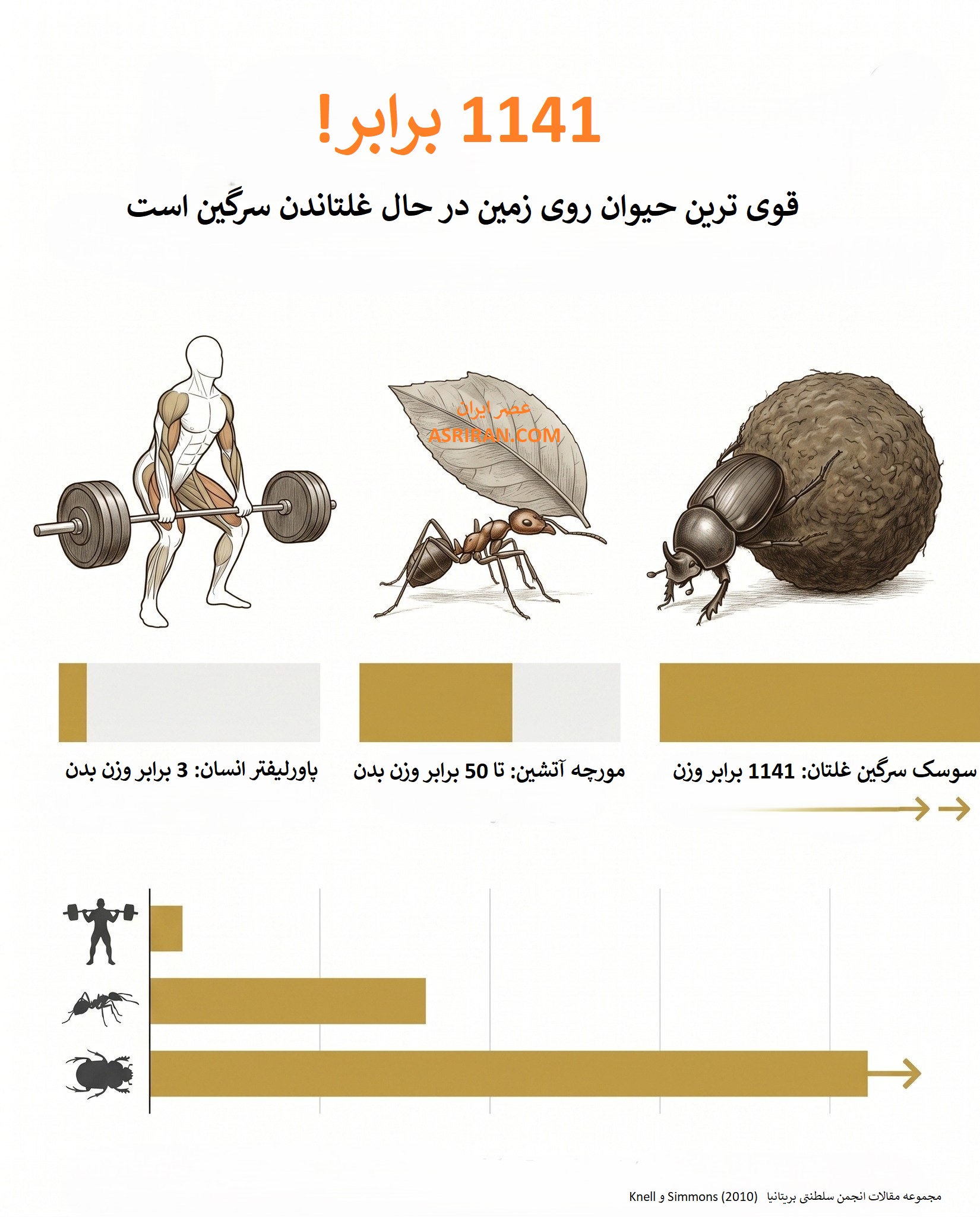 سرگین غلتان و قدرت عجیبش سرگین غلتان و قدرت عجیبش