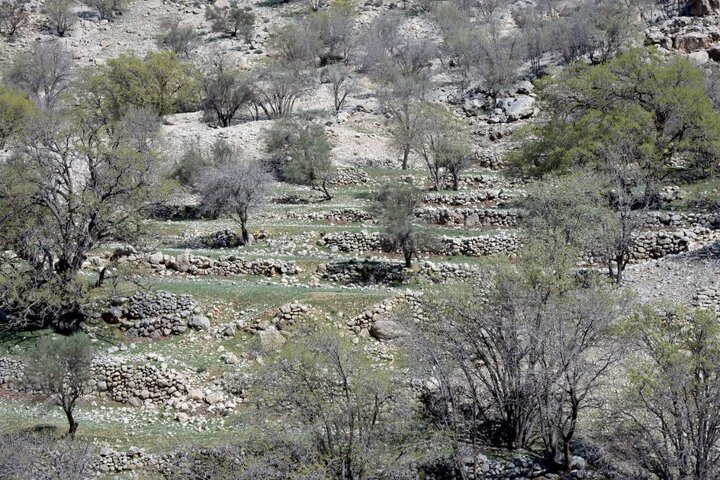 «رویین»، روستایی متروک و فراموششده در جنگل دشتبرم شهرستان کازرون «رویین»، روستایی متروک و فراموششده در جنگل دشتبرم شهرستان کازرون