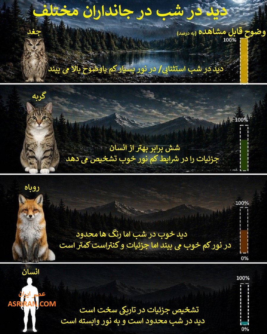 در شبکیه چشم، سلول های میله ای نقش اصلی را در دریافت نور کم ایفا می کنند و هر چه تعداد و حساسیت این سلول ها بیشتر باشد، دید در تاریکی نیز بهتر خواهد بود. در جاندارانی مانند جغد و گربه، تراکم بالای این سلول ها همراه با وجود ساختار بازتاب دهنده نور در پشت شبکیه در برخی گونه ها، باعث افزایش جذب نور و بهبود تشخیص جزئیات در شرایط کم نور می شود. در شبکیه چشم، سلول های میله ای نقش اصلی را در دریافت نور کم ایفا می کنند و هر چه تعداد و حساسیت این سلول ها بیشتر باشد، دید در تاریکی نیز بهتر خواهد بود. در جاندارانی مانند جغد و گربه، تراکم بالای این سلول ها همراه با وجود ساختار بازتاب دهنده نور در پشت شبکیه در برخی گونه ها، باعث افزایش جذب نور و بهبود تشخیص جزئیات در شرایط کم نور می شود.