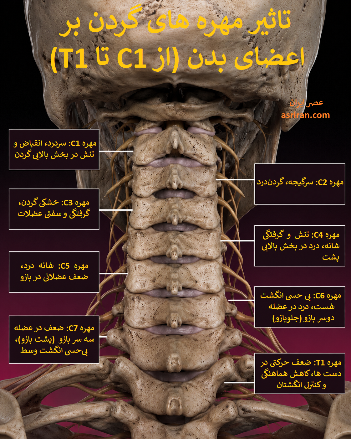 اینفوگرافیک تاثیر مهره های گردن بر اعضای بدن اینفوگرافیک تاثیر مهره های گردن بر اعضای بدن