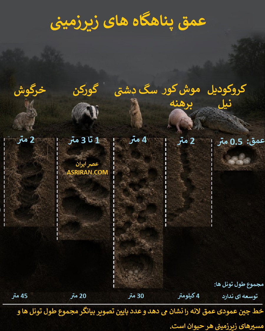 قدرت حفاری حیوانات اینفوگرافیک قدرت حفاری حیوانات اینفوگرافیک