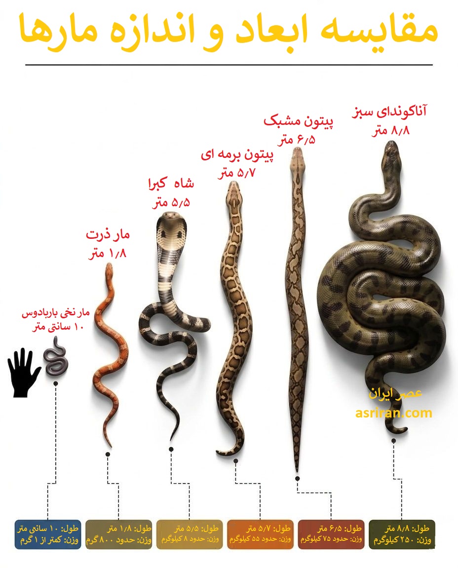 اینفوگرافیک مقایسه اندازه مارها اینفوگرافیک مقایسه اندازه مارها