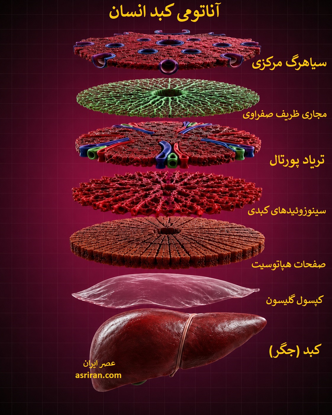 اینفوگرافیک ساختار کبد اینفوگرافیک ساختار کبد