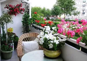 ۶ گیاهی که از خریدشان پشیمان می‌شوید