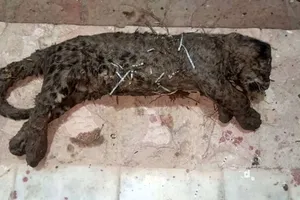 تلف شدن یک توله پلنگ نر به دلیل سقوط در کانال آب